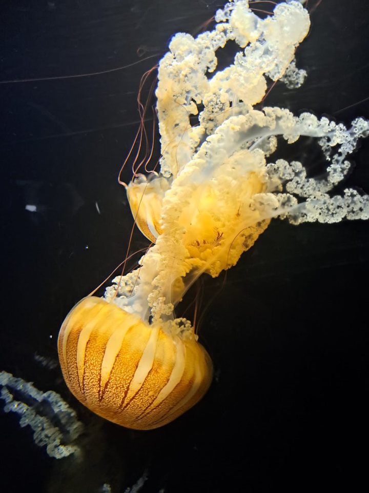 IMG 20261003 WA0090